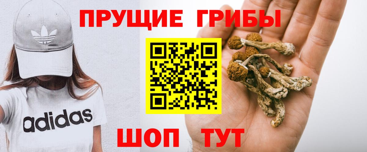 Галлюциногенные грибы Psilocybine cubensis Зима